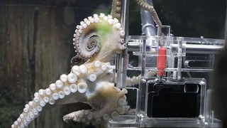 Holy Crap, This Octopus is Taking Pictures of Its Visitors